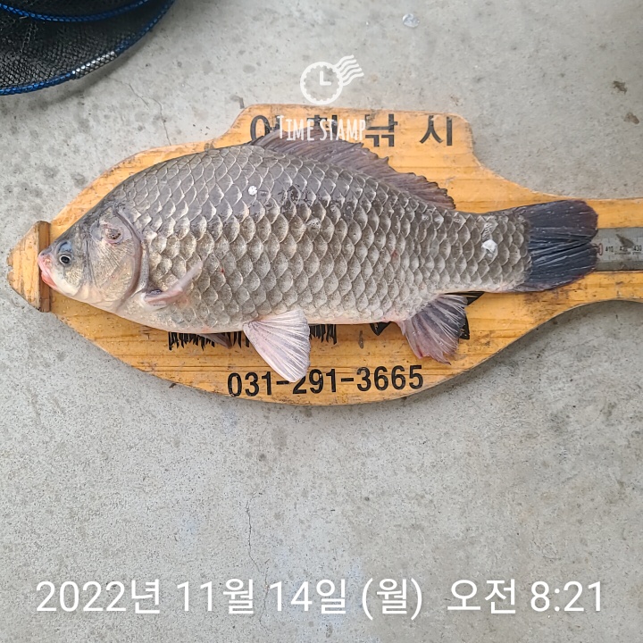 어천낚시터지기 유료낚시터 > 토종 붕어 4짜 소식 및 조황 : 낚시사랑 어천낚시터지기 유료낚시터 > 토종 붕어 4짜 소식 및 조황  : 낚시사랑