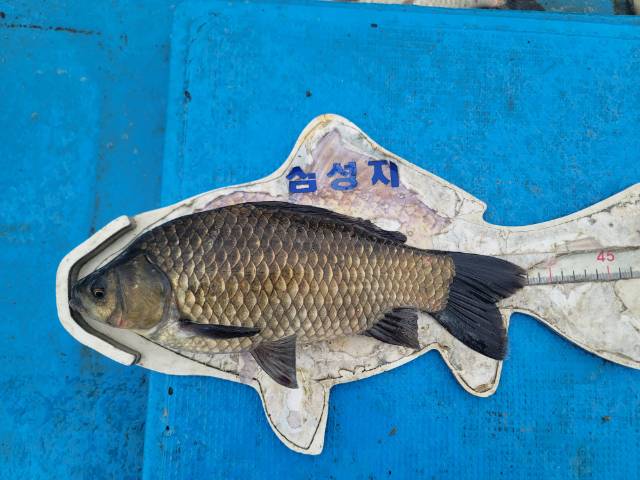 삼성지
