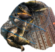 Clipped_image_20250731-101000.png