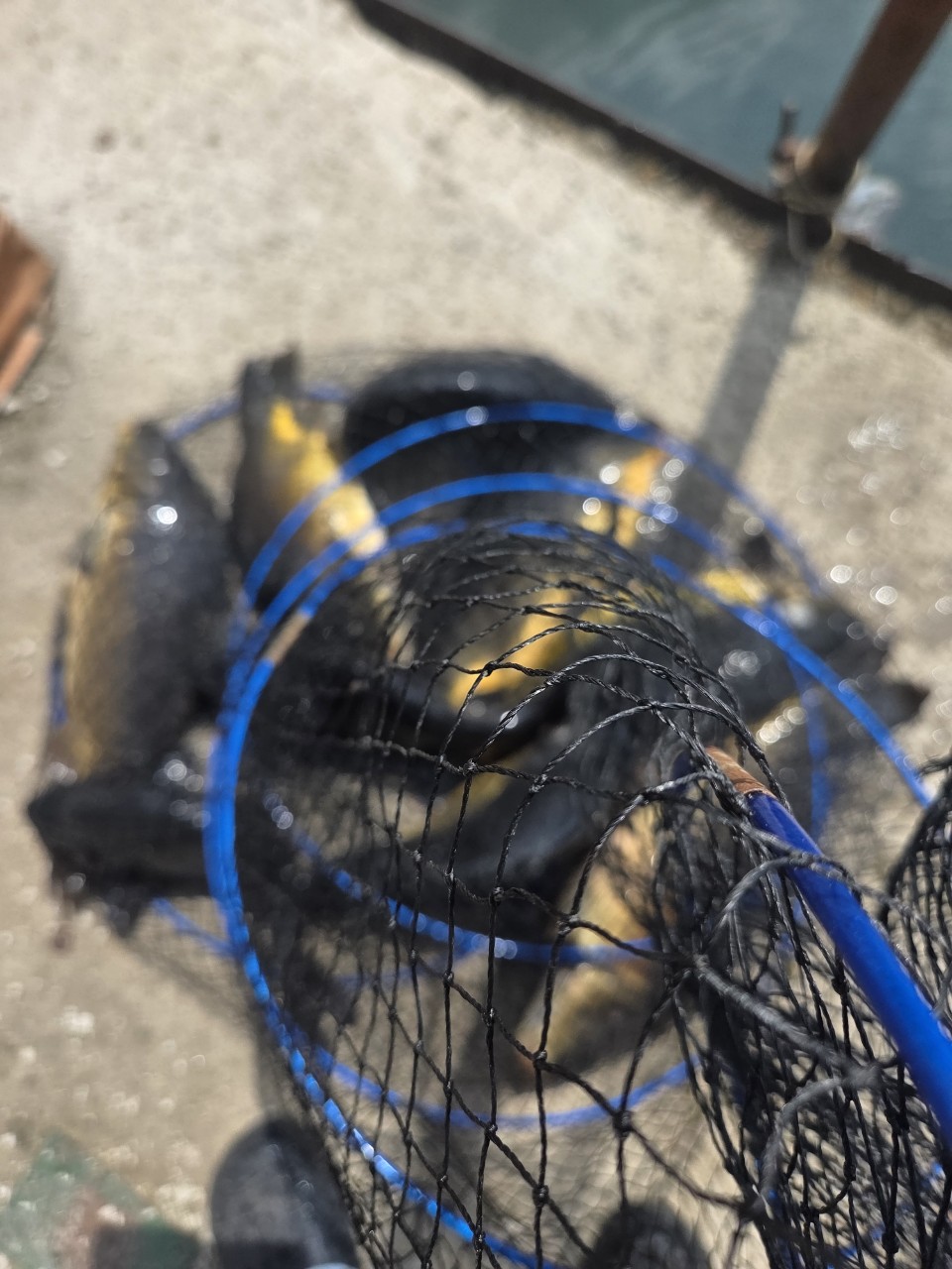 Resized_20260512_135819.jpeg