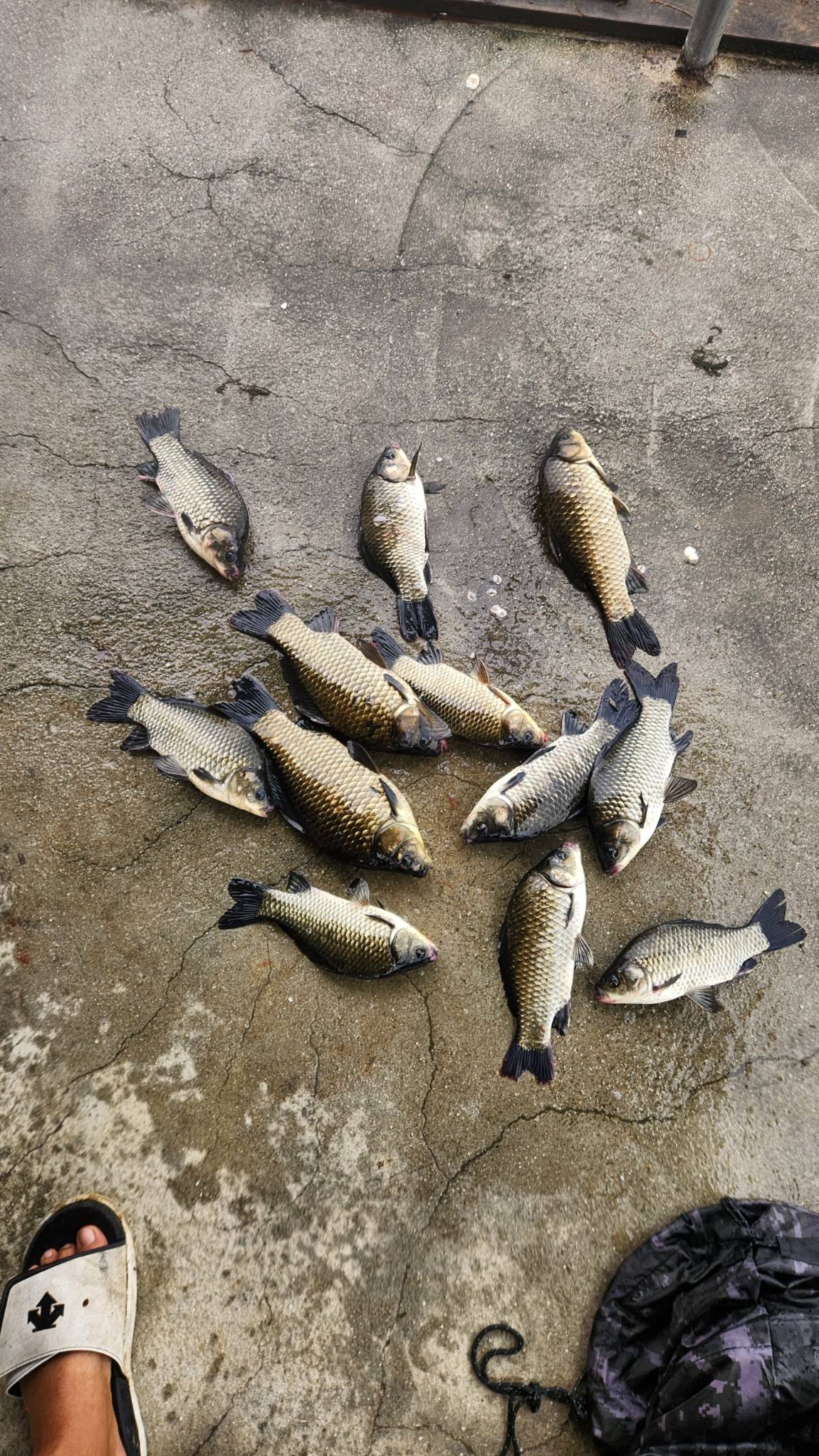 1000032074.jpg