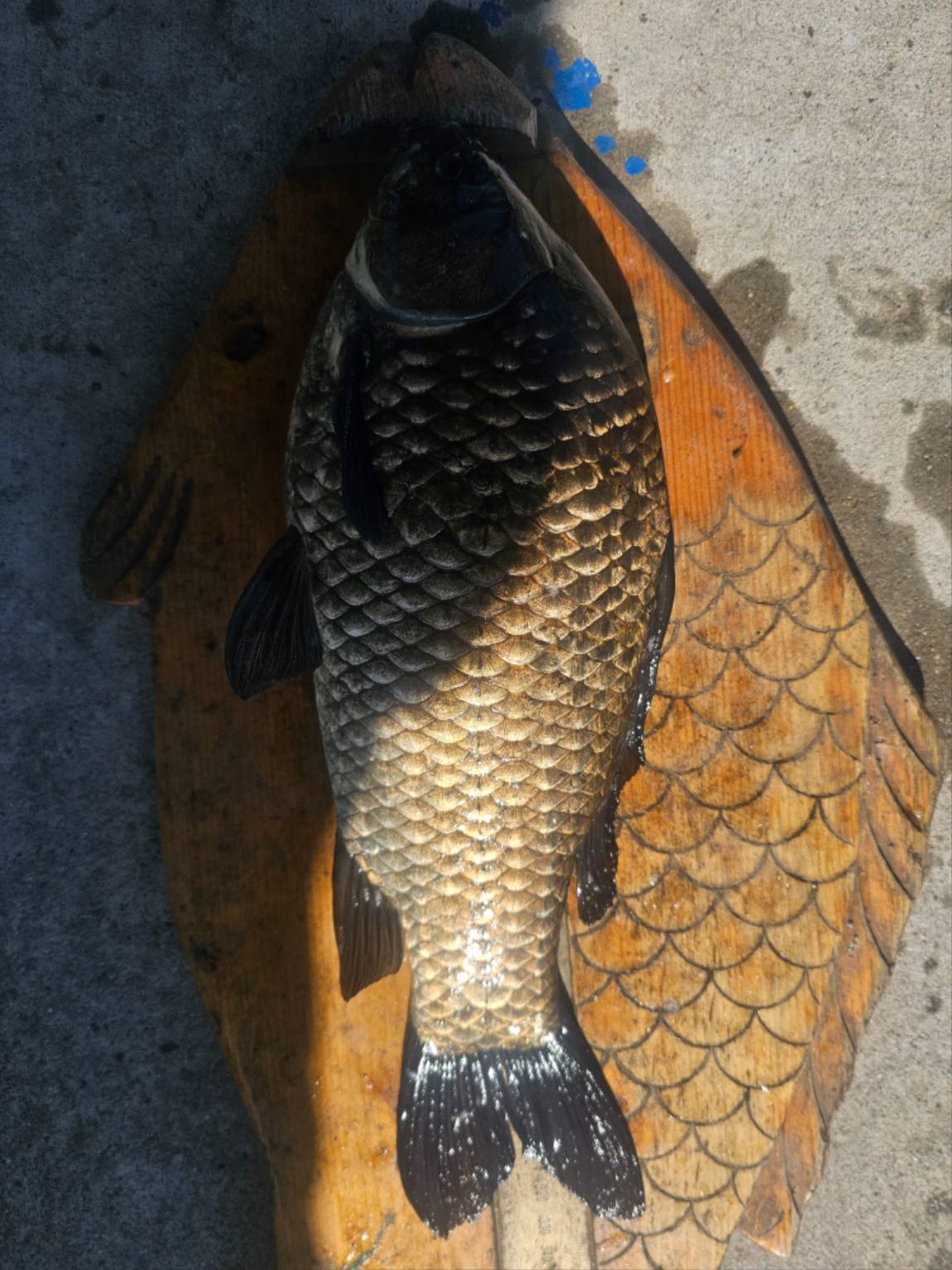 1000043038.jpg